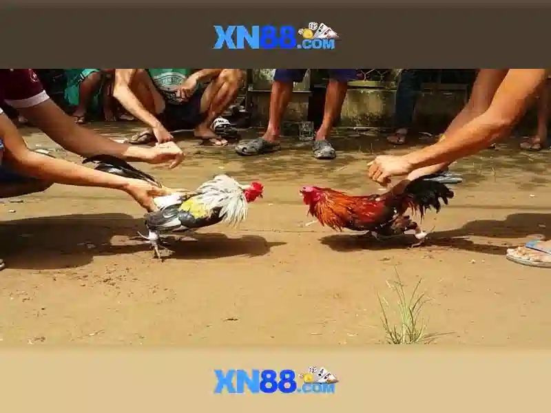 soi cầu XN88