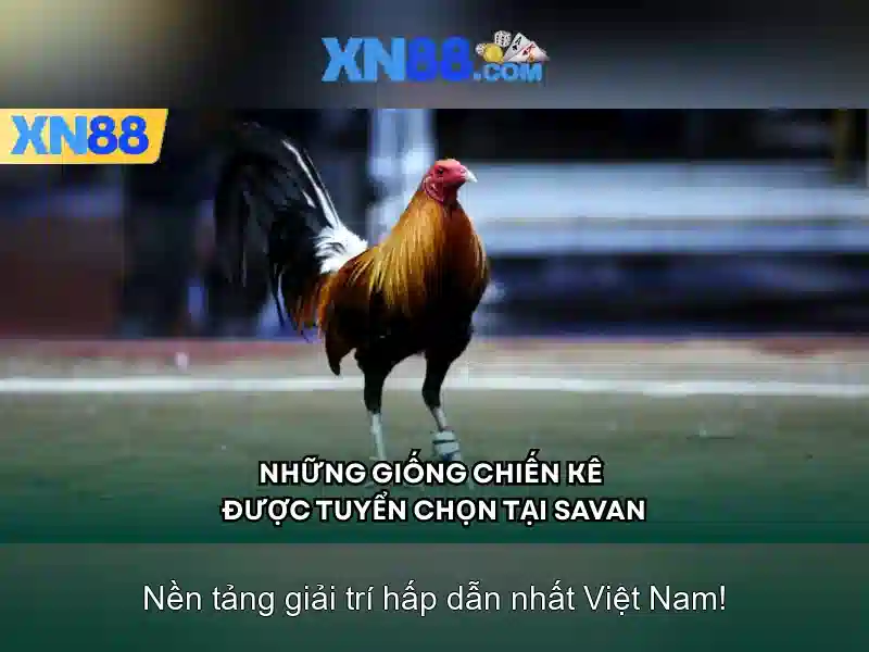 Giới Thiệu XN88